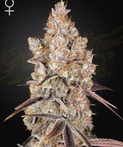 Holy Snow - Femminizzati Stagionali