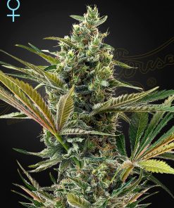 Super Lemon Haze Auto CBD - Autofiorenti Femminizzati