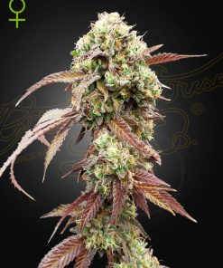 West Coast OG x Gelato Auto 41 - Autofiorenti Femminizzati