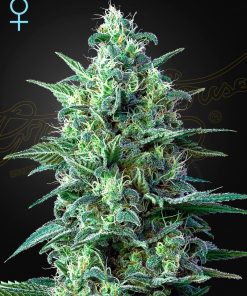 White Widow Auto CBD - Autofiorenti Femminizzati
