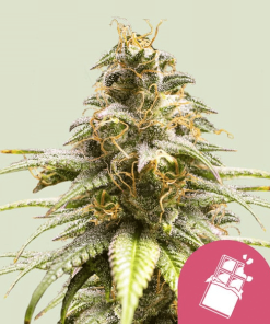 chocolate haze