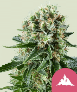 critical kush