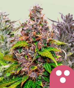 feminized mix