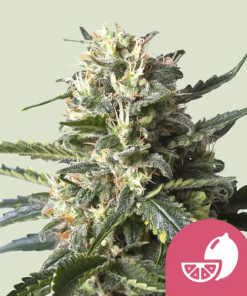 lemon shining silver haze