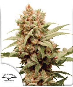 CBG-Force - Femminizzati Stagionali