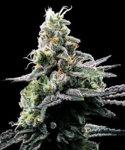 Purple Kosher - Femminizzati Stagionali