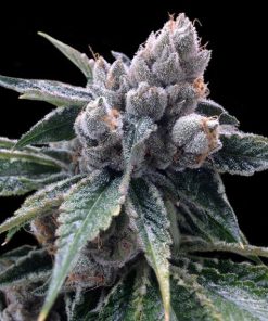 White Walker Kush - Femminizzati Stagionali