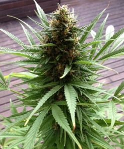 Big Bud - Femminizzati Stagionali