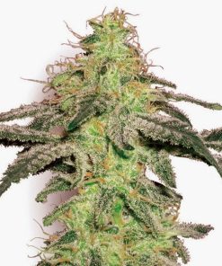 Big Bud Auto - Autofiorenti Femminizzati