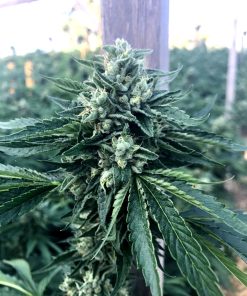 Cinnamon Buddha OG - Femminizzati Stagionali