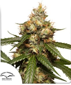 Auto THC-Victory - Autofiorenti Femminizzati
