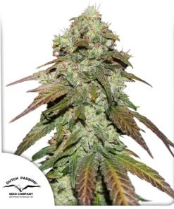 CBD Mazar - Femminizzati Stagionali