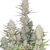 tropicana cookies auto