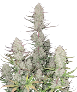 tropicana cookies auto