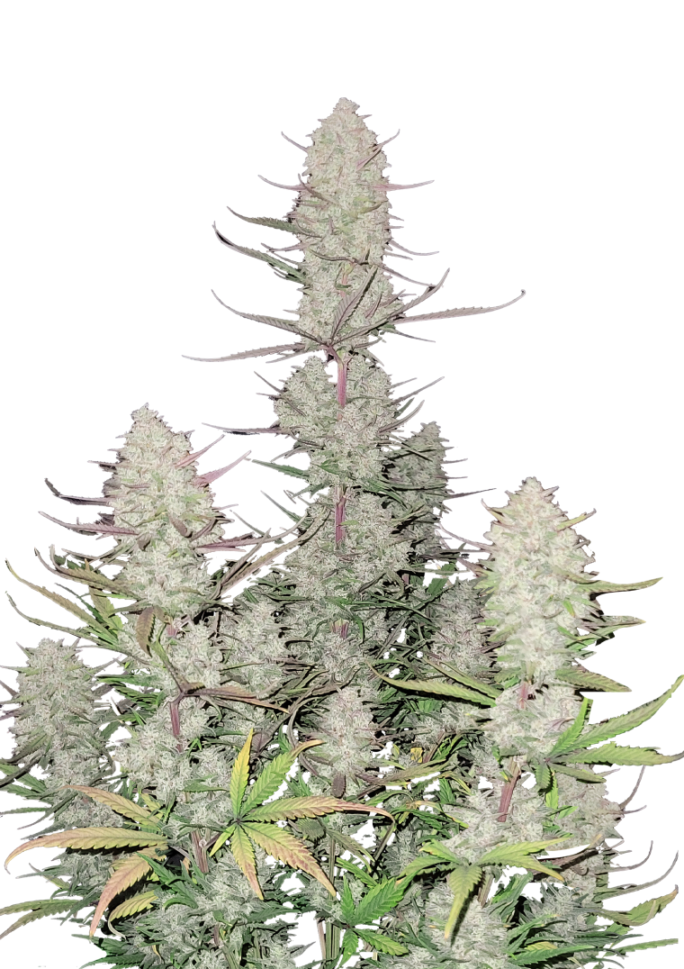 tropicana cookies auto