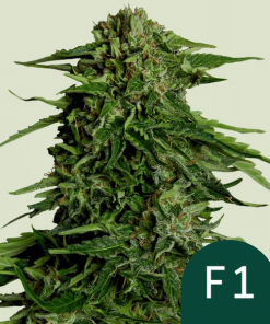 epsilon f1