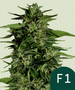 hyperion f1