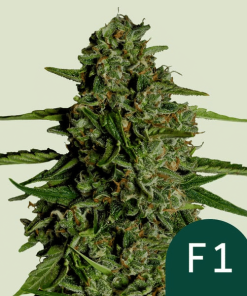 medusa f1