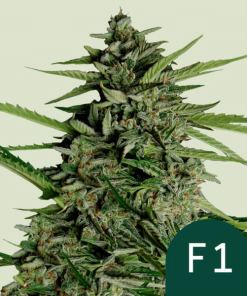 orion f1