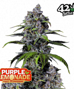 Purple Lemonade FF Fast Buds