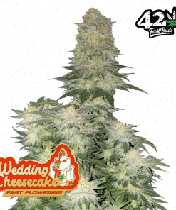 Wedding Cheesecake FF