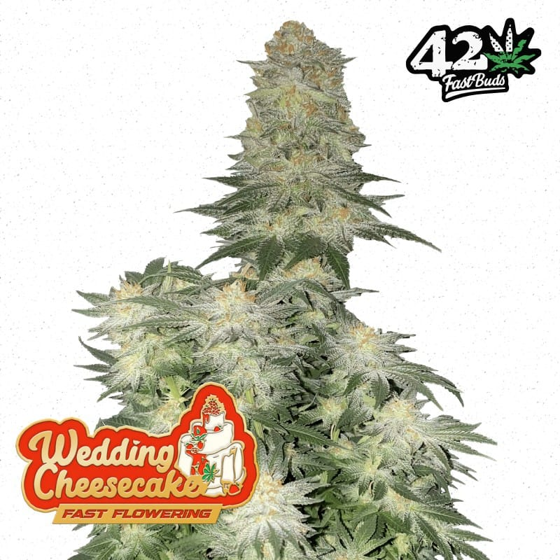 Wedding Cheesecake FF