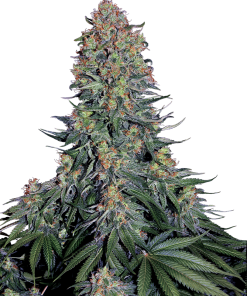 Blue Skunk - Femminizzati Stagionali