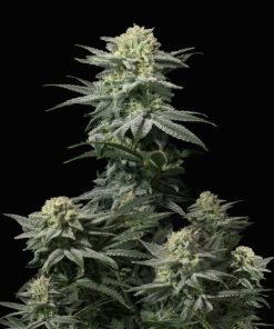 GG4 Sherbet FF - Femminizzati Stagionali