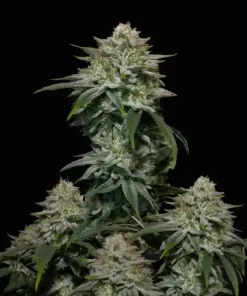 Gorilla Cookies FF - Femminizzati Stagionali