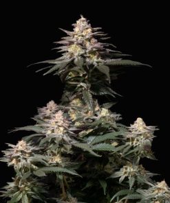Purple Lemonade FF - Femminizzati Stagionali