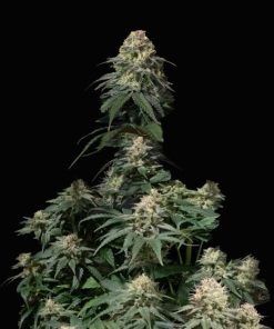 Tropicana Cookies FF - Femminizzati Stagionali
