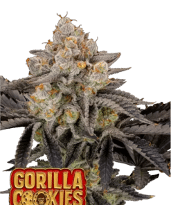 fastbuds gorilla cookies ff