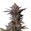 fastbuds tropicana cookies ff