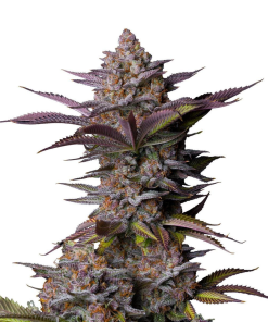 fastbuds tropicana cookies ff
