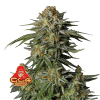 gg4 sherbet ff