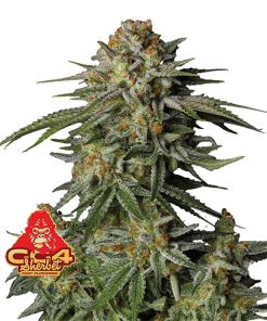 gg4 sherbet ff