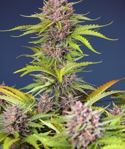 Mimosa Bruce Banner XL Auto - Autofiorenti Femminizzati