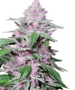Purple Cookie Kush - Femminizzati Stagionali