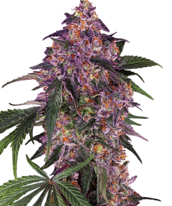 Sensi Purple Kush - Femminizzati Stagionali