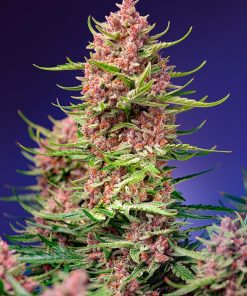 Strawberry Cola Sherbet F1 Fast Version - Femminizzati Stagionali