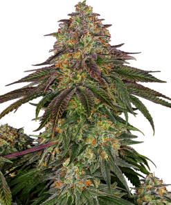 Sweet Cherry Kush - Femminizzati Stagionali