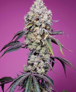 Sweet Mandarine Zkittlez F1 Fast Version - Femminizzati Stagionali