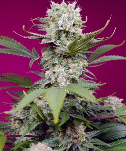 Sweet Mandarine Zkittlez XL Auto - Autofiorenti Femminizzati