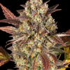 barneys auto amnesihaze