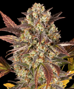 barneys auto amnesihaze