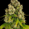 barneys auto cheese