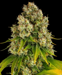 barneys auto cheese