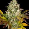 barneys auto cookieskush