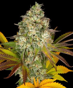 barneys auto cookieskush