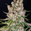barneys auto gmo